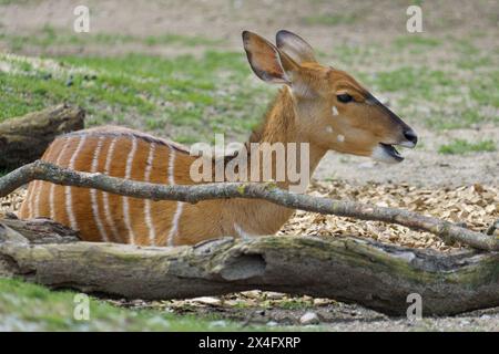 Female Nyala Antelope (Tragelaphus Angasii) with its typical white stripes relaxing in the sun Stock Photo