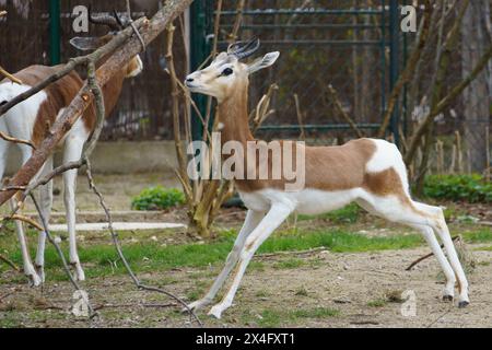 A critically endagered Dama Gazelle (Nanger dama) also known as Addra gazelle or Mhorr Gazelle Stock Photo