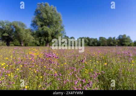 The meadow with Silene flos-cuculi and Ranunculus flowers and distant trees Stock Photo