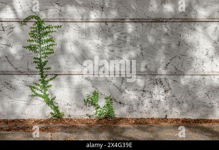 Climbing fig or Creeping fig (Ficus Pumila) the ivy plants are creeping up on whitewashed cement surface background. Green leaf texture and root branc Stock Photo