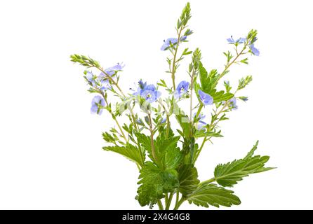 Veronica flowers isolated on white background Stock Photo