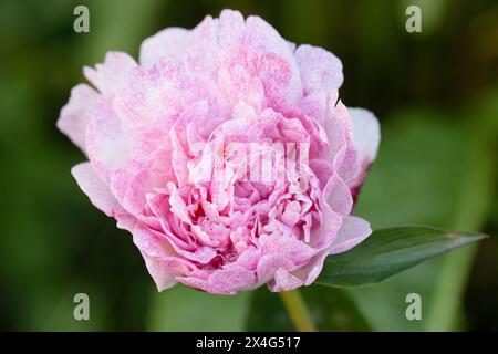 Peony The Fawn. Double pink peony flower. Beautiful pink peony blooms in the garden. Stock Photo