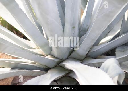 Close-up of the blue-green leaves of an agave plant. Stock Photo