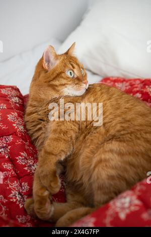 Ginger cat looks surprised in bed on red blanket with floral print Stock Photo