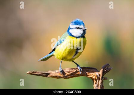 Eurasian Blue Tit Bird. Cyanistes Caeruleus. Birds In Garden, Spring 