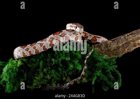 a corn snake slithered on a tree branch Stock Photo