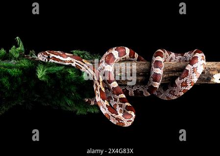 a corn snake slithered on a tree branch Stock Photo