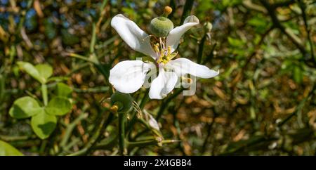 Fruit Knot and Flower of Chinese Bitter Orange resp.Poncirus trifoliata,lower Rhine region,Germany Stock Photo