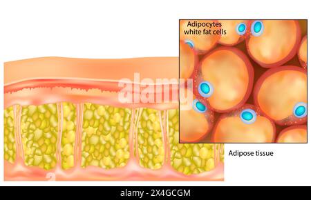 Adipose tissue. Adipocytes white fat cells.Lipocytes and fat cells Stock Vector