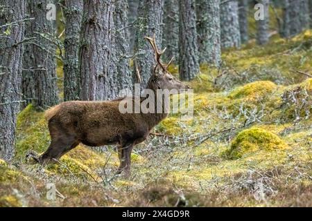 Red deer stag in the woodland Stock Photo