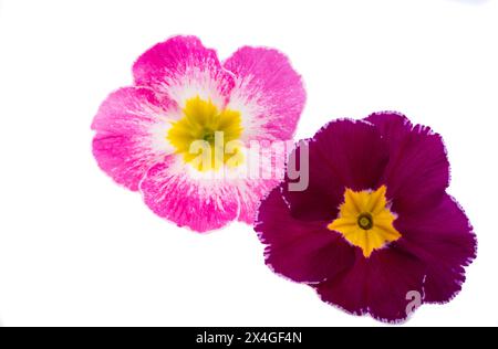 primrose flowers isolated on white background Stock Photo