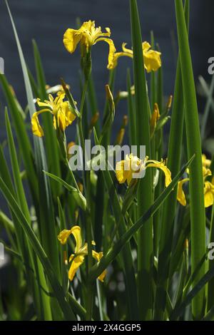 Bright yellow iris blooming on the pond with green background Stock Photo