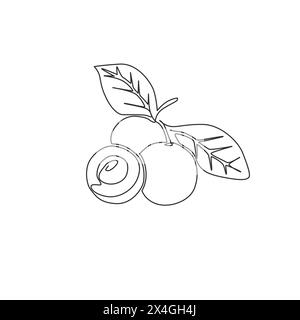 Single continuous line drawing of whole and cut healthy organic longan for orchard logo identity. Fresh fruitage concept for fruit garden icon. Modern Stock Vector