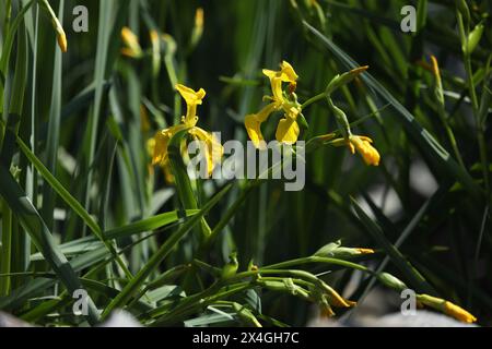 Bright yellow iris blooming on the pond with green background Stock Photo