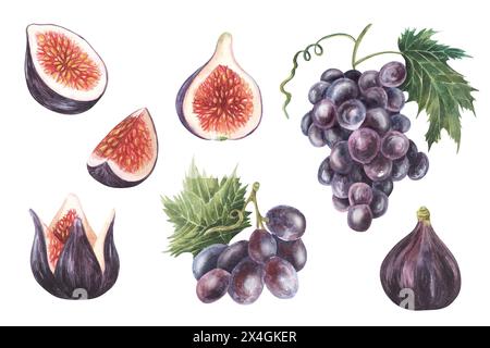 Purple Grapes painted with fig. Watercolor hand drawn isolated on white background. For packaging design, logo, label, menu, flyers Stock Photo