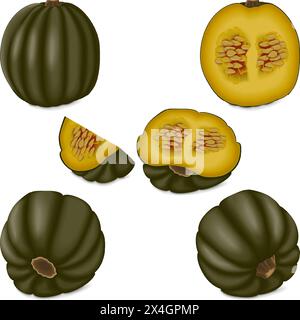 Clip art. Zapallo Macre Squash. Winter squash. Cucurbita maxima. Fruits and vegetables. Isolated vector illustration. Stock Vector