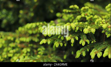 Norway spruce plant (Picea abies) Stock Photo