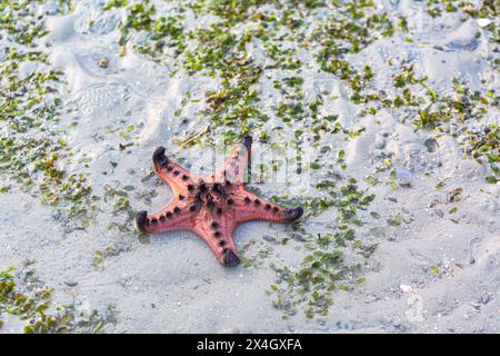 Red starfish feeds on sea grass. bright orange starfish Move slowly on the sand. Starfish live along the sea grass. When the tide is low, the starfish Stock Photo