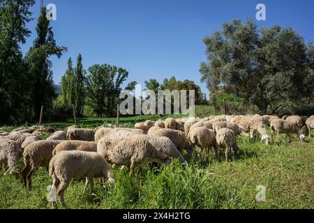 flock of sheep grazing, Sierra de Segura region, Jaén province, Andalusia, Spain Stock Photo