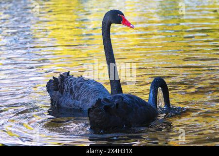 black swans couple on pond at dawn (Cygnus atratus) Stock Photo