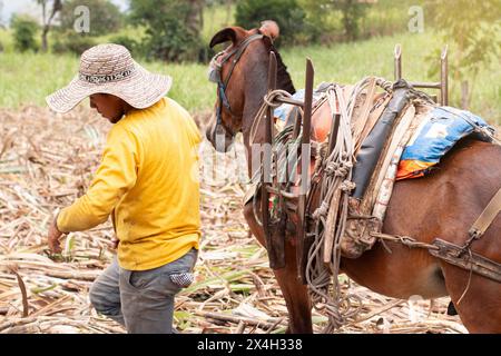 lifestyle: mule driver working in sugar cane cultivation Stock Photo