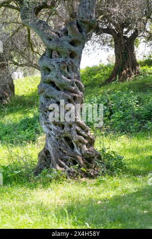 Ancient twisted olive tree growing in olive grove at Apollonia Archaeological Park, Albania, Europe Stock Photo
