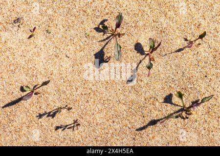 Small sprouts of Rumex acetosella, commonly known as red sorrel, grow in sand. Baltic Sea coast Stock Photo