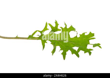 lettuce leaf mix isolated on white background Stock Photo