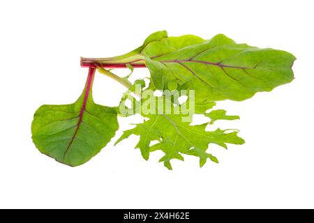lettuce leaf mix isolated on white background Stock Photo