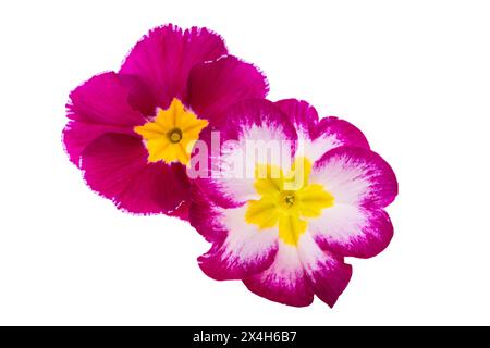 primrose flowers isolated on white background Stock Photo