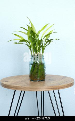 Lucky bamboo plant in a glass jar of water, on a small table in a home. Stock Photo