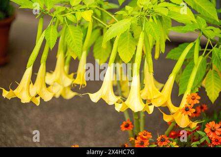 brugmansia flowering in a flowerbed Stock Photo
