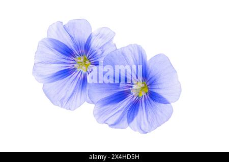 flax flowers isolated on white background Stock Photo