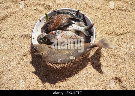 Sun shines to freshly caught sea fish on steel plate at the beach - ready for grilling, view from above Stock Photo