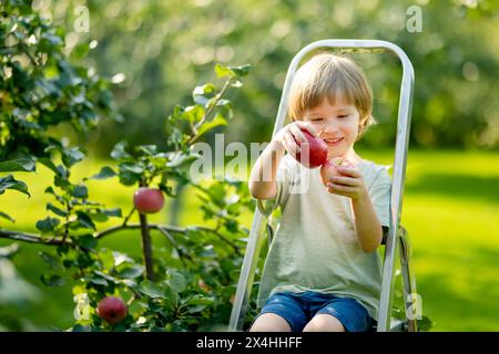 Cute little boy helping to harvest apples in apple tree orchard in summer day. Child picking fruits in a garden. Fresh healthy food for kids. Family n Stock Photo
