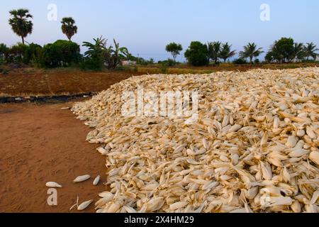 A close-up of dry cornstalks with golden kernels in a field, bathed in warm sunlight. Selective focus highlights the corncobs Stock Photo