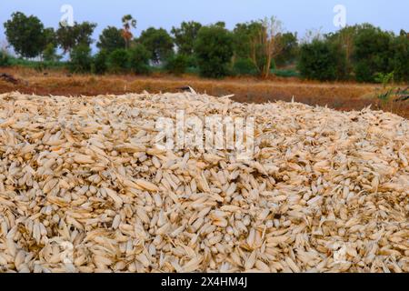 A close-up photo of a mature corn stalk with golden kernels in a field. Selective focus highlights the corncob with a blurred background of rows Stock Photo