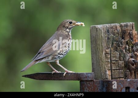 A close up of a song thrush, Turdus philomelos, It has food in its beak and the natural out of focus background Stock Photo