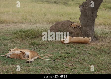 Lioness Mothers With Cubs, Tanzania Stock Photo