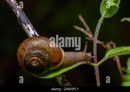 An Eastern Whitelip (Neohelix albolabris) Snail rests easy on a dew-laden leaf. Raleigh, North Carolina. Stock Photo