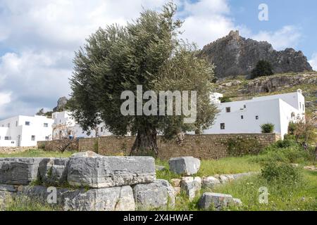 Old olive tree in Lindos, Rhodes, Dodecanese archipelago, Greek islands, Greece Stock Photo