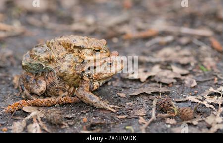 Two mating Common toads (Bufo Bufo), male, female animal, pair on earthy ground on migration to spawning waters, clasping grip (Amplexus axillaris) Stock Photo