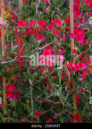 Closeup of the red flowers of the annual climbing garden plant lathyrus odoratus prince edward of York. Stock Photo