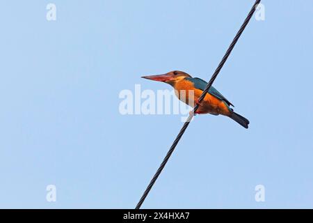 Blue-tailed bee-eater (Merops philippinus), Backwaters, Kumarakom, Kerala, India Stock Photo