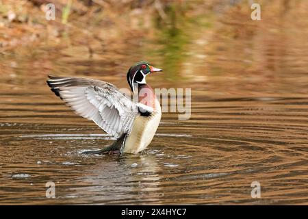 Wood duck (Aix sponsa), male flapping wings on a lake, City of Saint-Mathieu-du-Parc, province of Quebec, Canada, Stock Photo