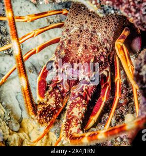 Extreme close-up of head Head portrait eyes of European spiny crayfish (Palinurus elephas), Mediterranean Sea Stock Photo
