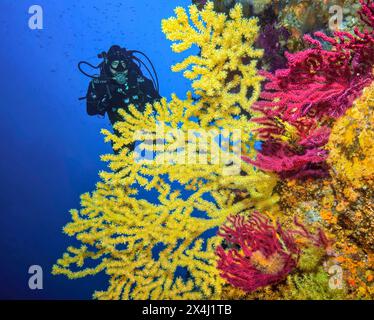 Diver in Mediterranean reef looking at fan of Yellow Gorgonian (Eunicella cavolinii) Sea fans and small Red Gorgonian (Paramuricea clavata) Stock Photo