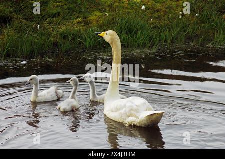 Whooper swan with young animals swimming in the water, Iceland Stock Photo