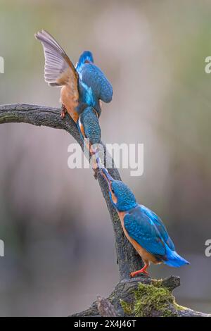 Common kingfisher (Alcedo atthis) Indicator of clean watercourses, courtship feeding, pair formation, pair, male and female animals, nuptial gift Stock Photo