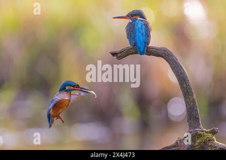 Common kingfisher (Alcedo atthis) Indicator of clean watercourses, courtship feeding, pair formation, pair, male and female animals, nuptial gift Stock Photo